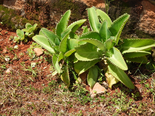 Kalanchoe laetivirens