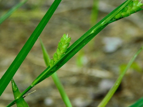 Image of Flat-Spiked Sedge (Carex planispicata) by (c) Michael J. Papay, some rights reserved (CC BY)