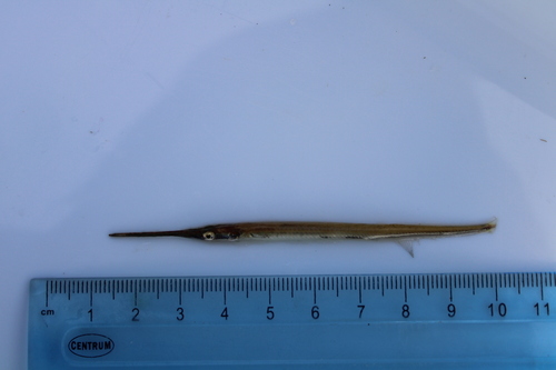Eigenmann's needlefish (Potamorrhaphis eigenmanni) — Belonidae — 5