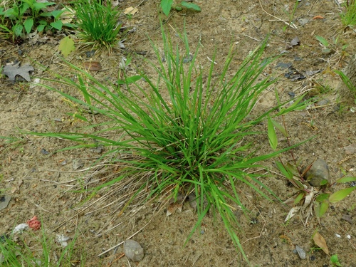 Image of Flat-Spiked Sedge (Carex planispicata) by (c) Michael J. Papay, some rights reserved (CC BY)