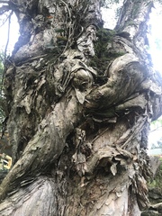 Melaleuca cajuputi cumingiana