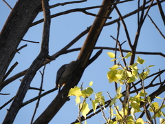 Melanerpes aurifrons