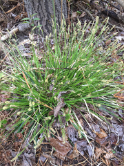 Carex communis
