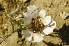 Calochortus venustus