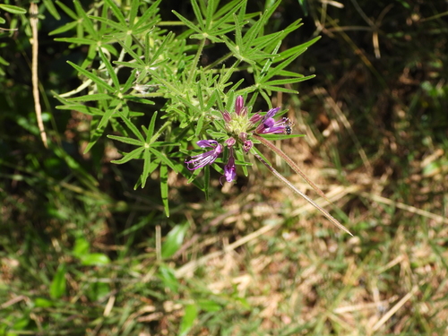 Image of Cleome hirta by (c) amantedarmanin, some rights reserved (CC BY)