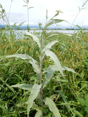 Persicaria lapathifolia lanata