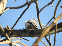 Melanerpes aurifrons