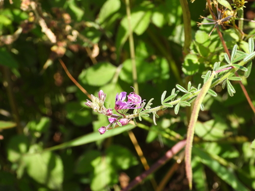 Image of Cleome hirta by (c) amantedarmanin, some rights reserved (CC BY)