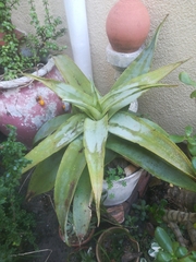 Aloe kouebokkeveldensis