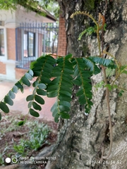 Peltophorum pterocarpum