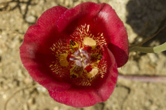 Calochortus venustus