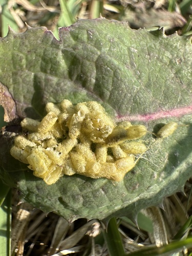 Cabbage White Parasitoid Wasp photo 5