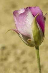 Calochortus venustus