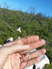 Oxalis dentata
