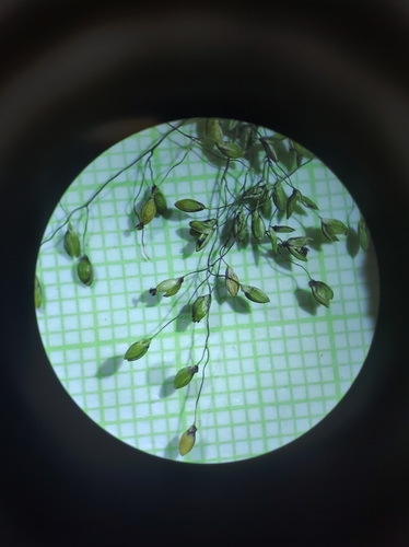Image of Dichanthelium boreale by no rights reserved