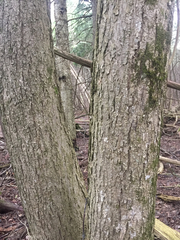 Fraxinus nigra