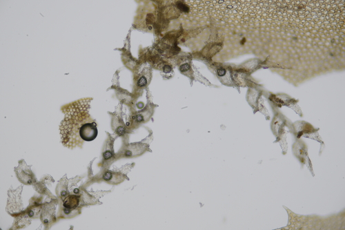 Drepanolejeunea lichenicola