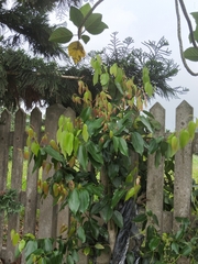 Cinnamomum burmanni