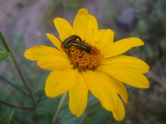 Astylus vittaticollis