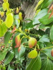 Cinnamomum burmanni
