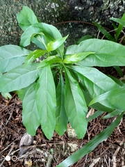 Tabernaemontana divaricata