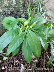 Tabernaemontana divaricata