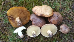 Suillus quiescens