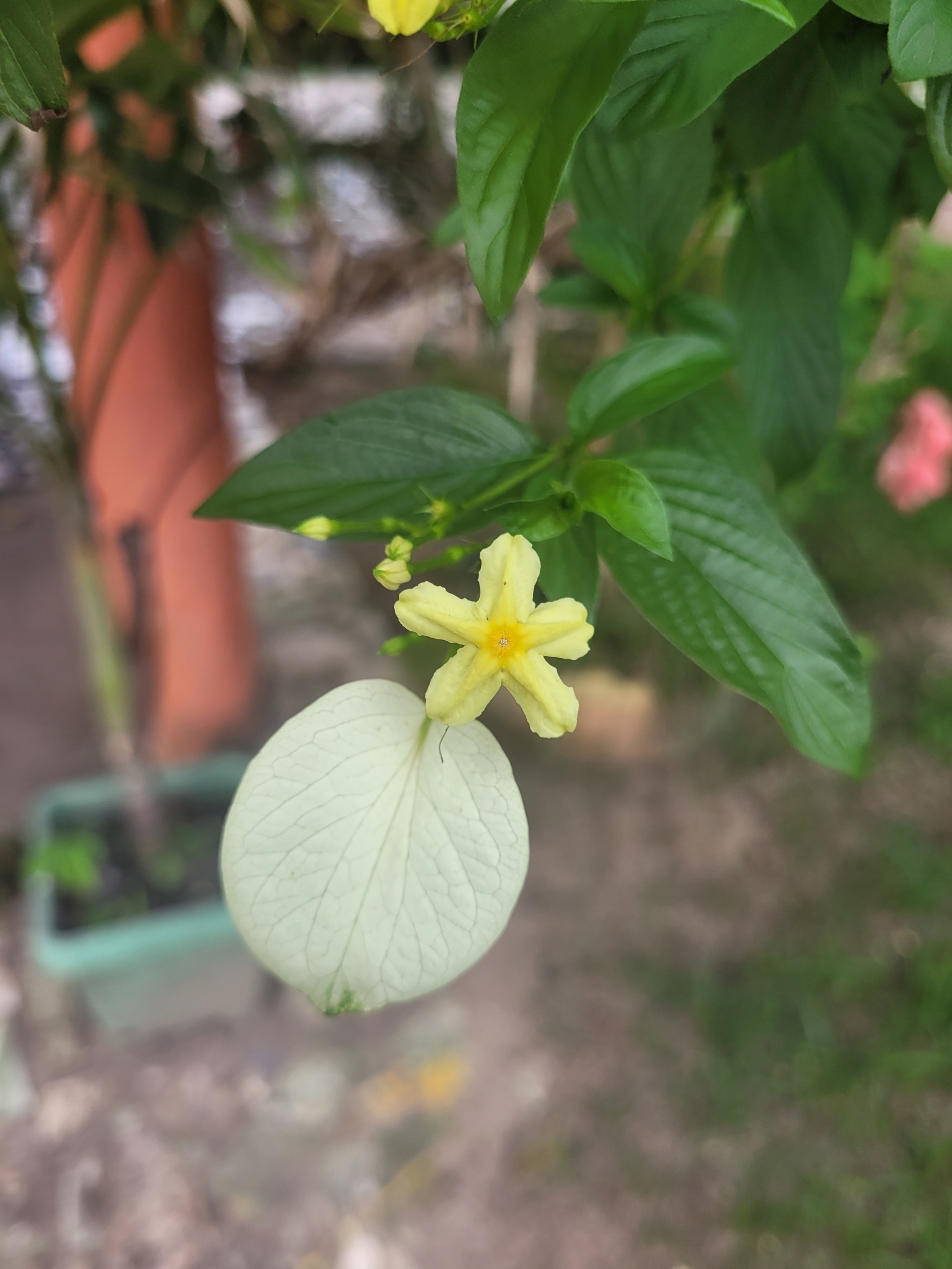 Pseudomussaenda flava