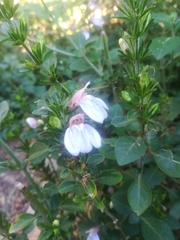 Justicia petiolaris