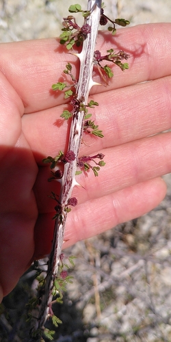 Mimosa turneri