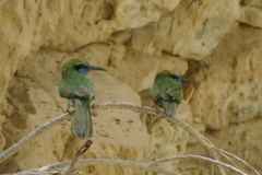 Merops cyanophrys