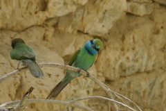 Merops cyanophrys