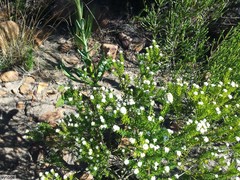 Phylica ericoides ericoides
