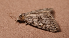 Nola cicatricalis