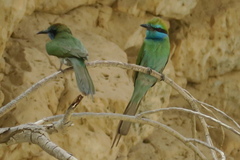 Merops cyanophrys