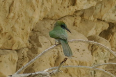 Merops cyanophrys