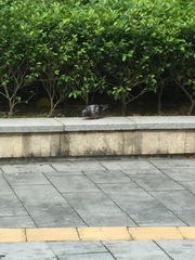 Columba livia domestica