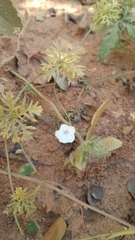 Ipomoea coptica image