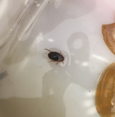 Agabus disintegratus