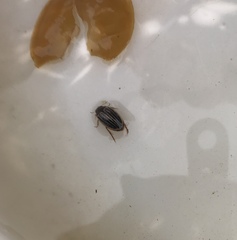 Agabus disintegratus