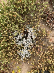 Eriogonum fastigiatum