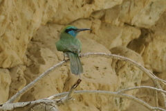 Merops cyanophrys