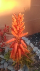 Aloe