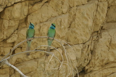 Merops cyanophrys