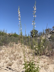 Penstemon eximius
