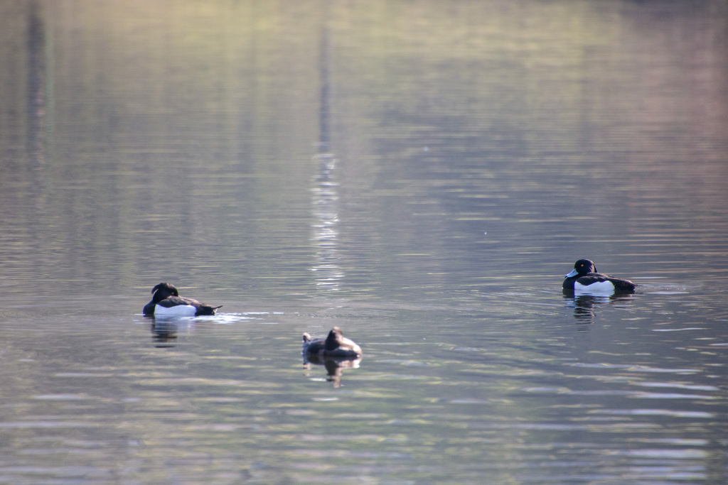 Tufted Duck from Новодевичьи пруды, Москва, Россия on April 10, 2024 at ...