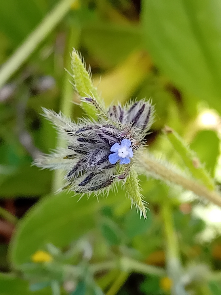 Anchusa puechii