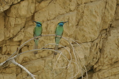 Merops cyanophrys