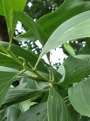 Acacia auriculiformis