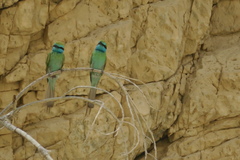 Merops cyanophrys